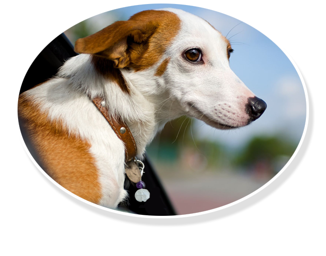 infused with Reiki energy